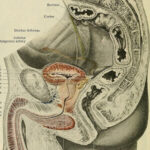 Male genitals diagram