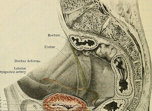 Male genitals diagram
