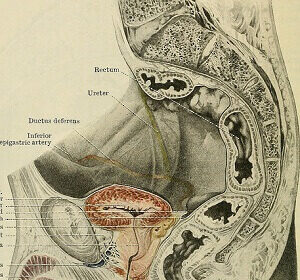 Male genitals diagram
