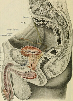 Male genitals diagram