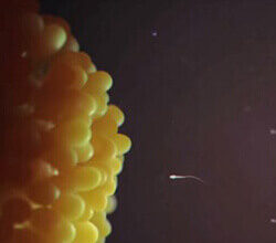A animation of a single sperm.