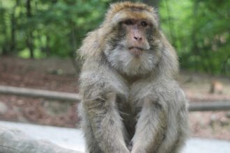 A rhesus monkey is showm sitting on a branch.