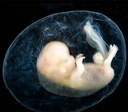 An Embryo