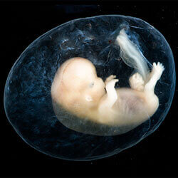 An Embryo